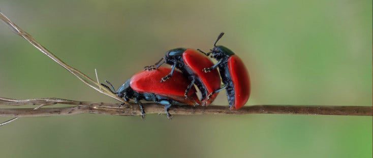 Beetles making headlines
