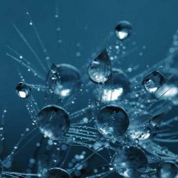 Content ideas represented as droplets caught in a web