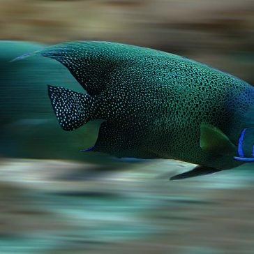 Fast moving fish illustrating article about AMP pages