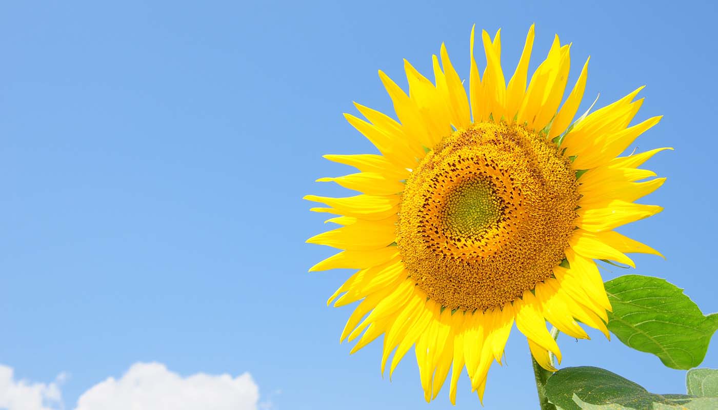 Blog banner