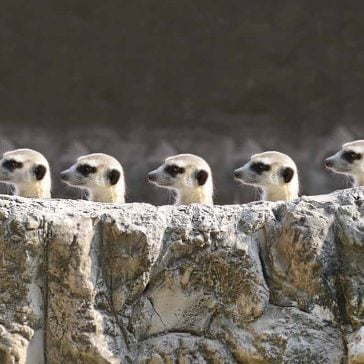 Group of meerkats