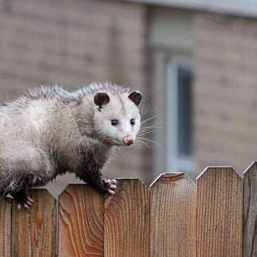 a possum on a fence