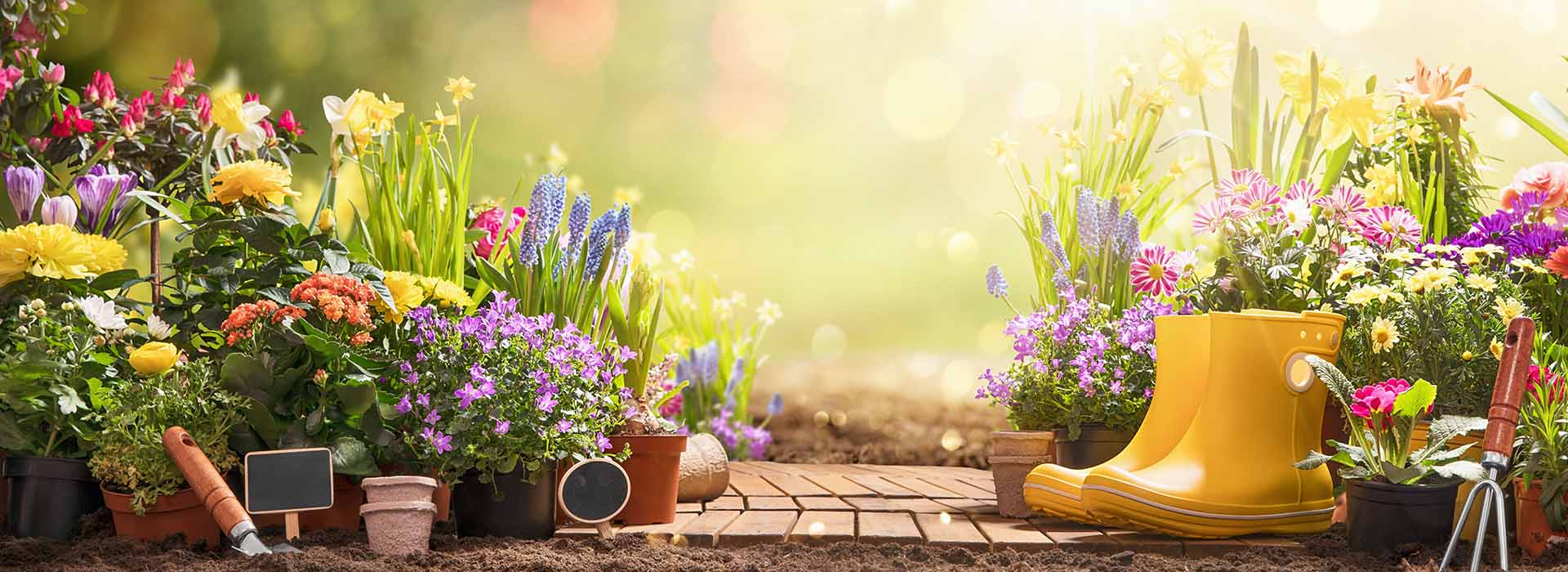 Garden flowers