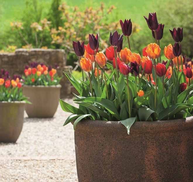 Sarah Raven eCommerce PPC case study image showing tulips in a pot