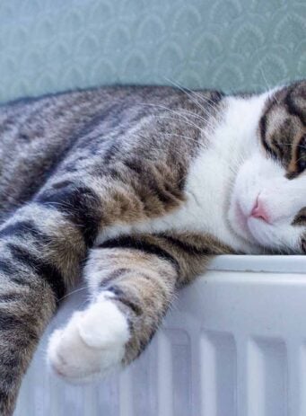 Cat lying on radiator